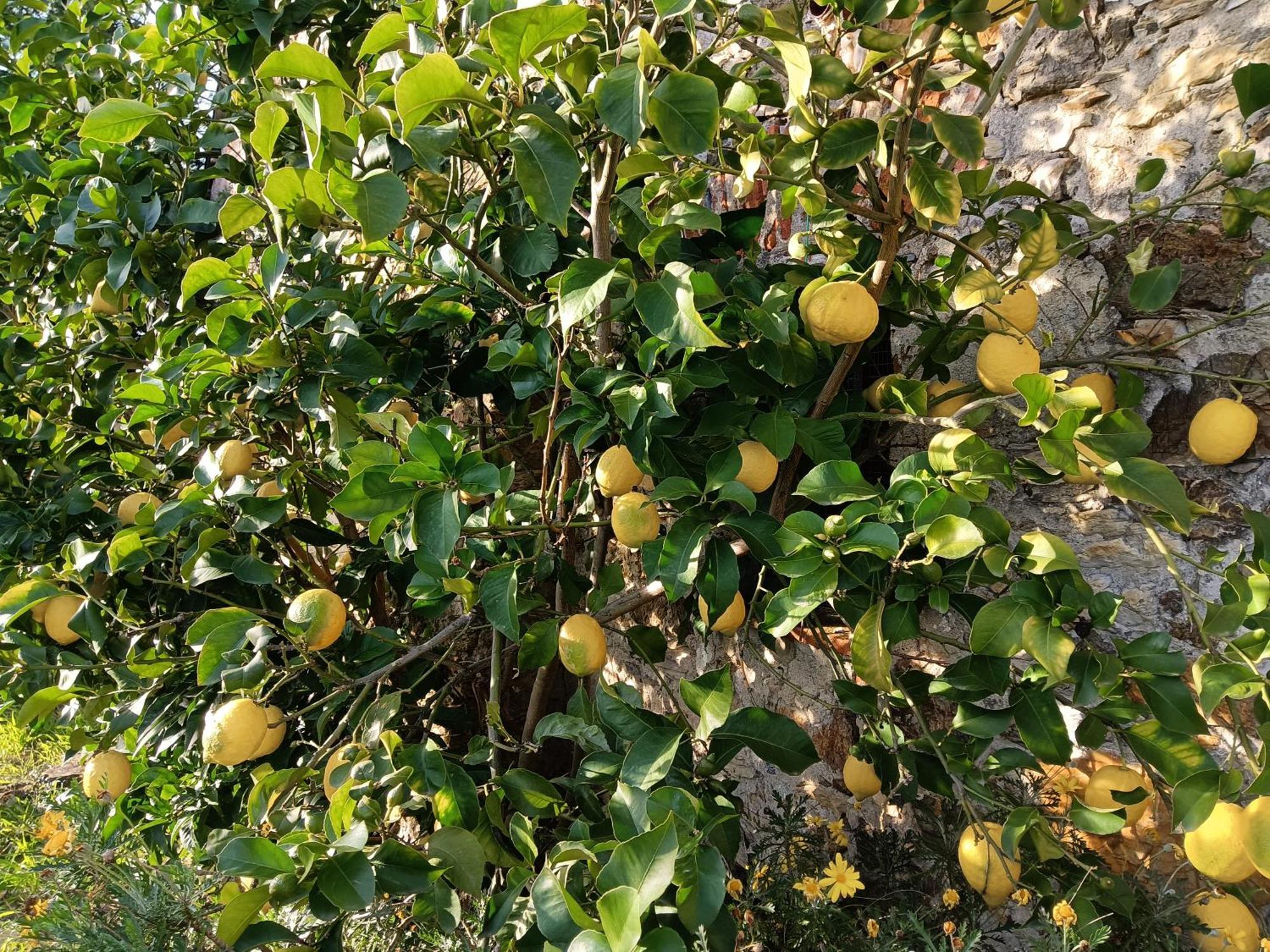 Il Fontolo Villa Ponzano Superiore Bagian luar foto